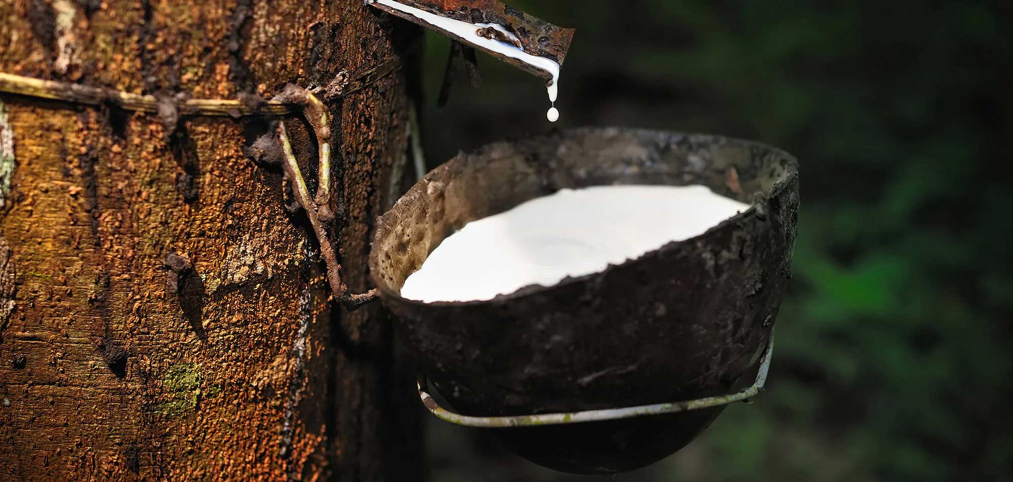 How is Natural Rubber Made?